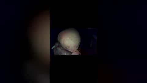 Trolea online show from April 7, 2:23 am