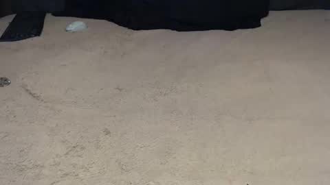 elgsslt online show from February 2, 11:31 am