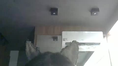 skinnykittencam online show from January 8, 2:59 am